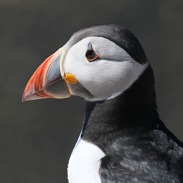 Papegaaiduiker Farne Islands